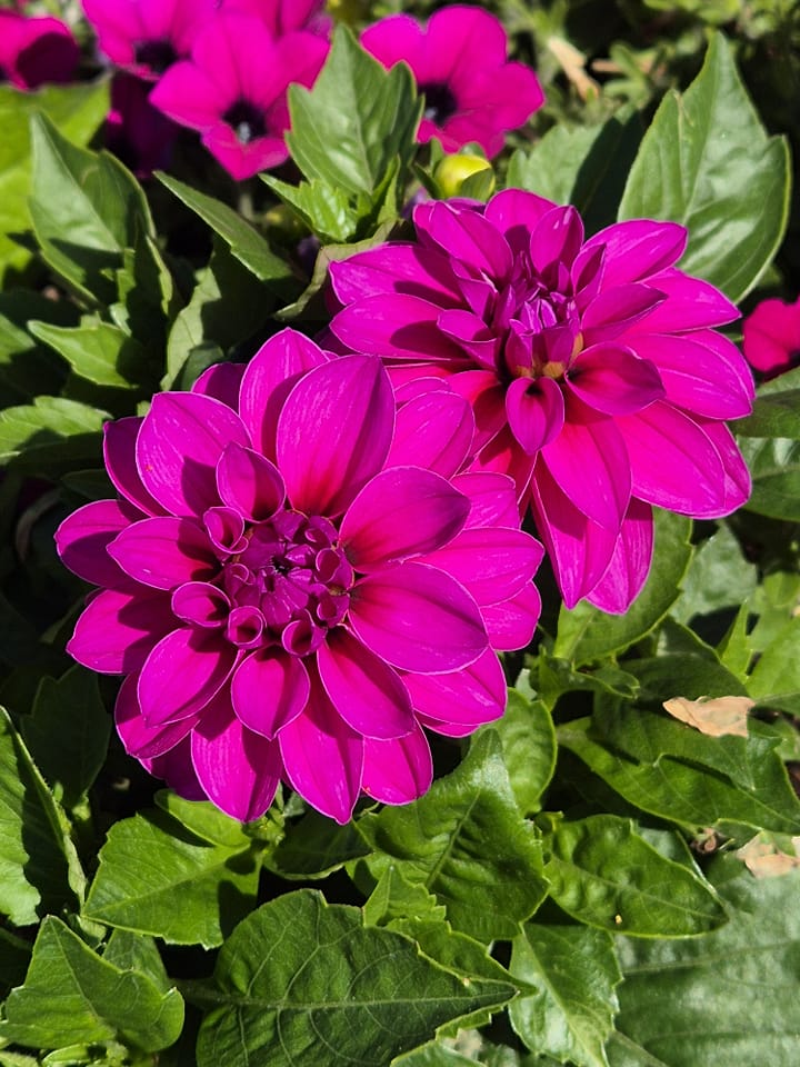 Purple Dahlia Flower